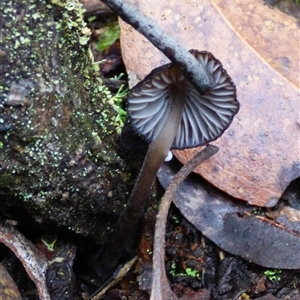 Entoloma sp. at Wellington Park, TAS - 2 May 2025 04:07 PM