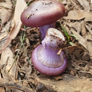 Cortinarius archeri s.l. at Penrose, NSW - suppressed