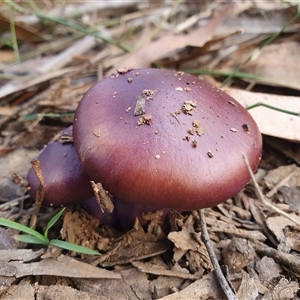 Cortinarius archeri s.l. at Penrose, NSW - suppressed