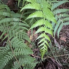 Hypolepis rugosula at Aranda, ACT - 7 May 2025 by lbradley