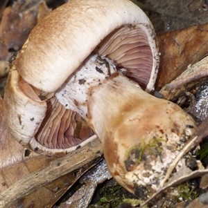 Unverified Cap on a stem; gills below cap [mushrooms or mushroom-like] at Wellington Park, TAS - 2 May 2025 by VanessaC