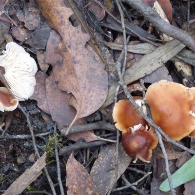 Unverified Cap on a stem; gills below cap [mushrooms or mushroom-like] at Wellington Park, TAS - 2 May 2025 by VanessaC