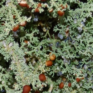 Unverified Lichen at Wellington Park, TAS - 2 May 2025 by VanessaC