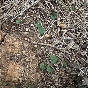 Hydrocotyle laxiflora at Aranda, ACT - Yesterday by lbradley