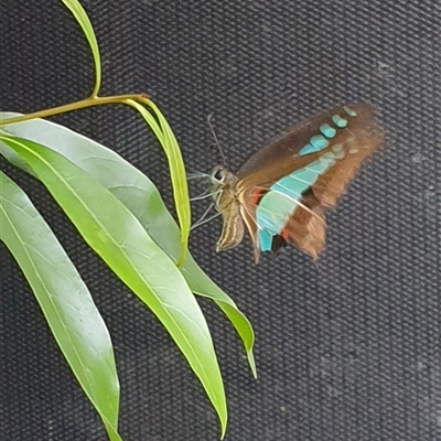 Graphium choredon (Blue Triangle) at Copmanhurst, NSW - 3 Feb 2025 by MazzV