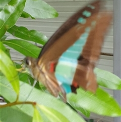 Graphium choredon at suppressed - suppressed
