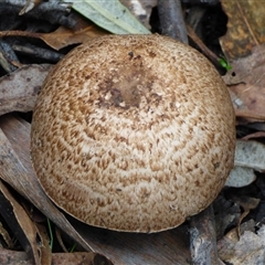 Agaricus sp. (Agaricus) at Wellington Park, TAS - 2 May 2025 by VanessaC