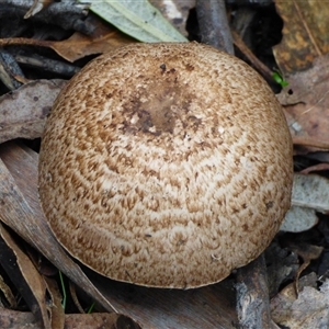 Agaricus sp. at Wellington Park, TAS - 2 May 2025 03:50 PM