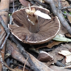 Agaricus sp. at Wellington Park, TAS - 2 May 2025 03:50 PM