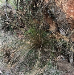 Juncus sp. at Aranda, ACT - Today by lbradley