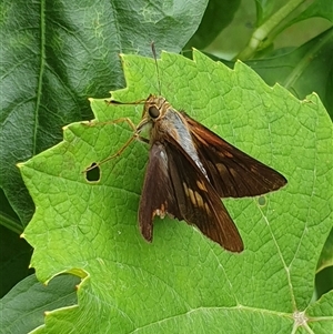 Unverified Skipper (Hesperiidae) by MazzV
