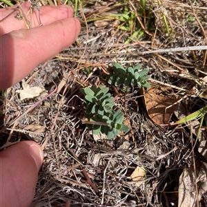 Hypericum gramineum at Rendezvous Creek, ACT - 6 May 2025 by JamesVandersteen