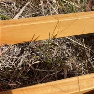 Haloragis heterophylla at Rendezvous Creek, ACT - 6 May 2025 by JamesVandersteen