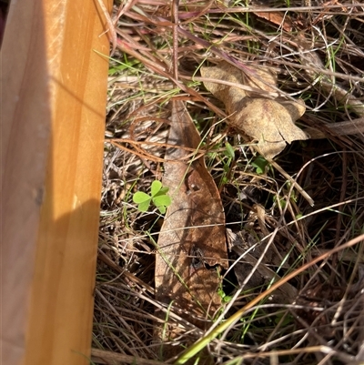 Oxalis sp. (Wood Sorrel) at Rendezvous Creek, ACT - 6 May 2025 by JamesVandersteen