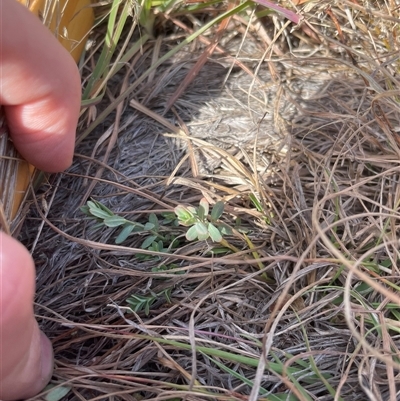Hypericum perforatum (St John's Wort) at Rendezvous Creek, ACT - 6 May 2025 by JamesVandersteen