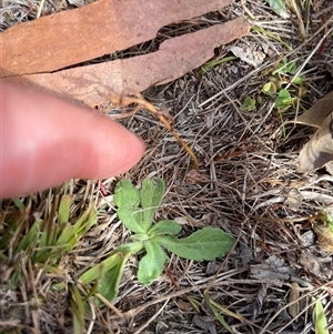 Unverified Plant at Rendezvous Creek, ACT - 6 May 2025 by JamesVandersteen