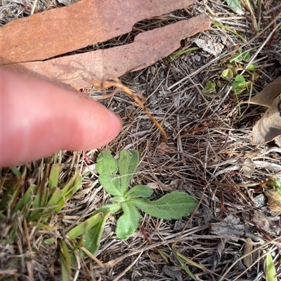 Erigeron sumatrensis (Tall Fleabane) at Rendezvous Creek, ACT - 6 May 2025 by JamesVandersteen