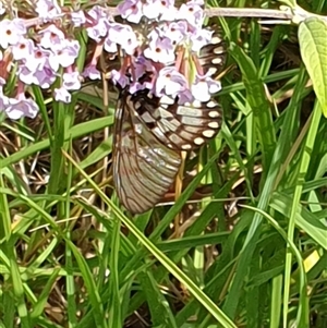 Papilio anactus by MazzV