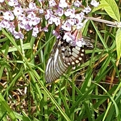 Acraea andromacha at Copmanhurst, NSW - suppressed