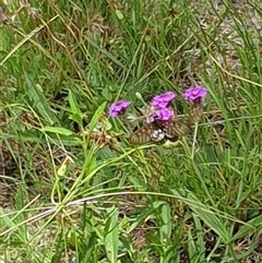 Acraea andromacha at Copmanhurst, NSW - suppressed