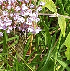 Acraea andromacha at Copmanhurst, NSW - suppressed