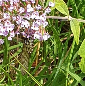 Acraea andromacha at Copmanhurst, NSW - suppressed