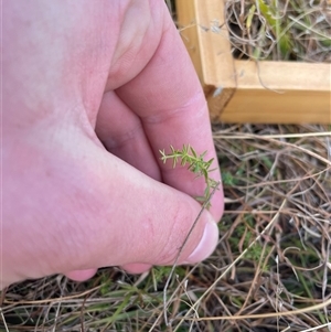 Asperula conferta at Rendezvous Creek, ACT - 6 May 2025 by JamesVandersteen