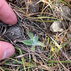 Plantago lanceolata (Ribwort Plantain, Lamb's Tongues) at Rendezvous Creek, ACT - 6 May 2025 by JamesVandersteen