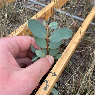 Eucalyptus stellulata (Black Sally) at Rendezvous Creek, ACT - 6 May 2025 by JamesVandersteen