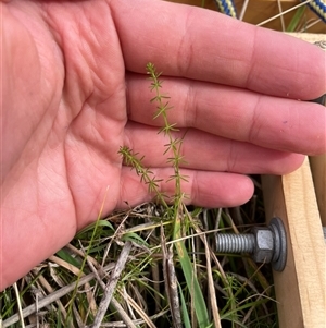 Asperula conferta at Tennent, ACT - Yesterday by JamesVandersteen