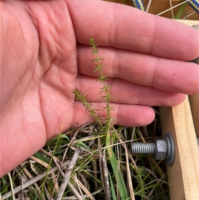 Asperula conferta (Common Woodruff) at Tennent, ACT - 7 May 2025 by JamesVandersteen