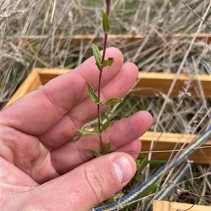 Epilobium billardiereanum at Tennent, ACT - Yesterday by JamesVandersteen