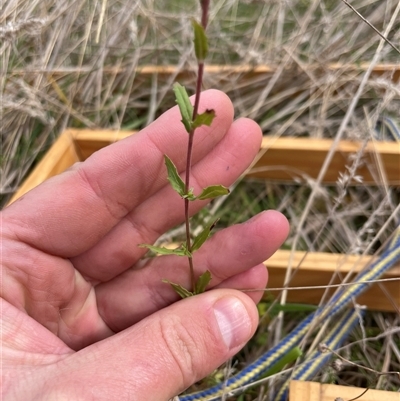Epilobium billardiereanum subsp. cinereum (Hairy Willow Herb) at Tennent, ACT - 7 May 2025 by JamesVandersteen