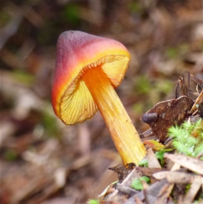 Hygrocybe sp. (Hygrocybe) at Neika, TAS - 2 May 2025 by VanessaC