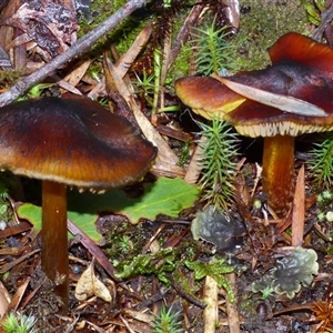 Hygrocybe sp. at Neika, TAS - 2 May 2025 04:47 PM