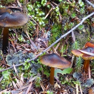 Hygrocybe sp. at Neika, TAS - 2 May 2025 04:47 PM