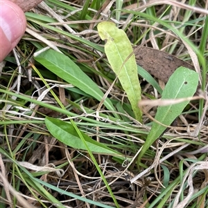 Unverified Plant at Tennent, ACT - Yesterday by JamesVandersteen