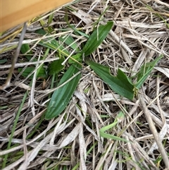 Plantago lanceolata (Ribwort Plantain, Lamb's Tongues) at Tennent, ACT - 7 May 2025 by JamesVandersteen