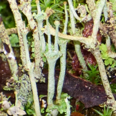 Unverified Lichen at Wellington Park, TAS - 2 May 2025 by VanessaC