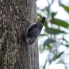 Daphoenositta chrysoptera (Varied Sittella) at Penrose, NSW - 7 May 2025 by Aussiegall