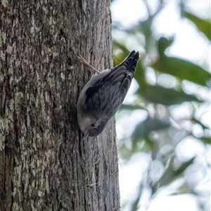 Daphoenositta chrysoptera at Penrose, NSW - Yesterday by Aussiegall