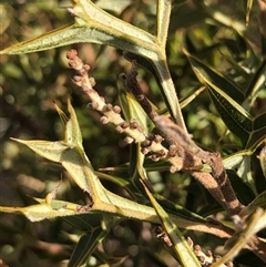 Grevillea ramosissima subsp. ramosissima (Fan Grevillea) at Crowther, NSW - 7 May 2025 by Frecko