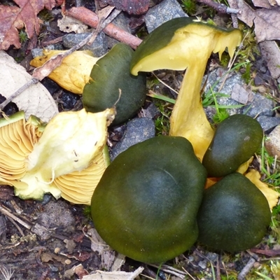 Cortinarius austrovenetus (Green Skinhead) at Neika, TAS - 2 May 2025 by VanessaC