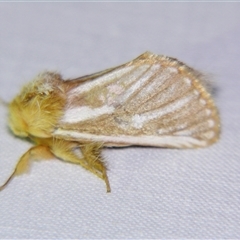 Ochrogaster lunifer (Bag-shelter moth) at Good Night, QLD - 27 Oct 2009 by PJH123