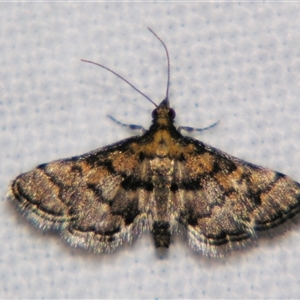Metasia polytima by PJH123