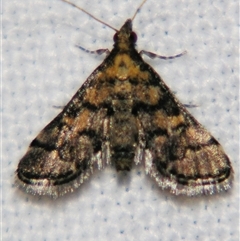 Metasia polytima at Good Night, QLD - suppressed