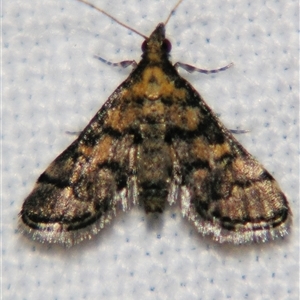 Metasia polytima at Good Night, QLD - suppressed