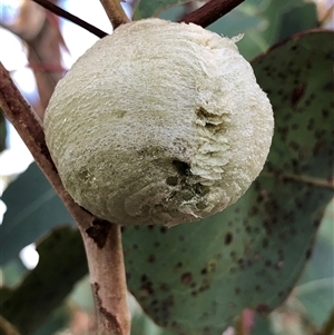 Unverified Insect at Crowther, NSW - Yesterday by Frecko