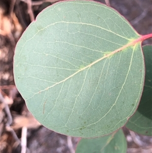 Eucalyptus globulus subsp. bicostata at Crowther, NSW - Yesterday by Frecko