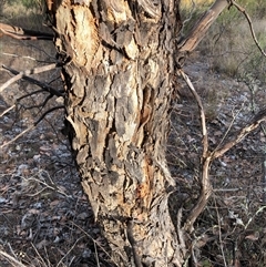 Eucalyptus polyanthemos at Crowther, NSW - 7 May 2025 03:45 PM